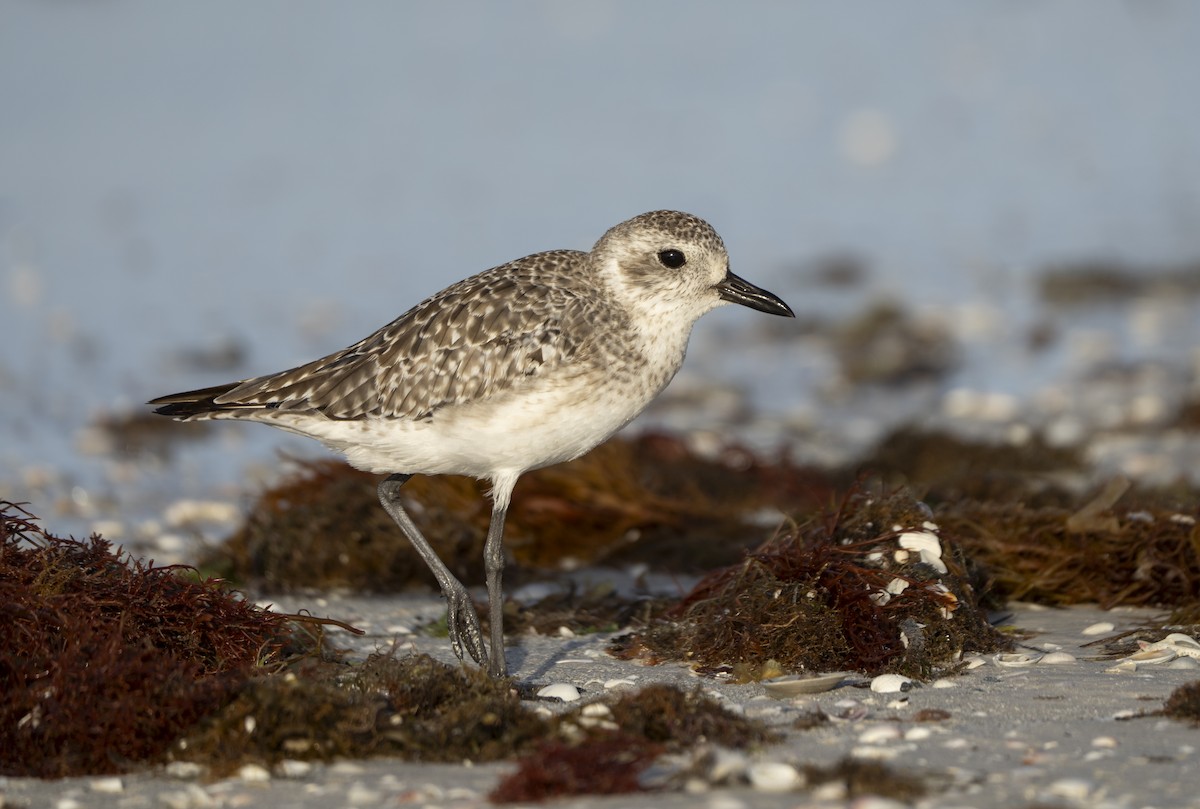 Txirri grisa - ML642868872