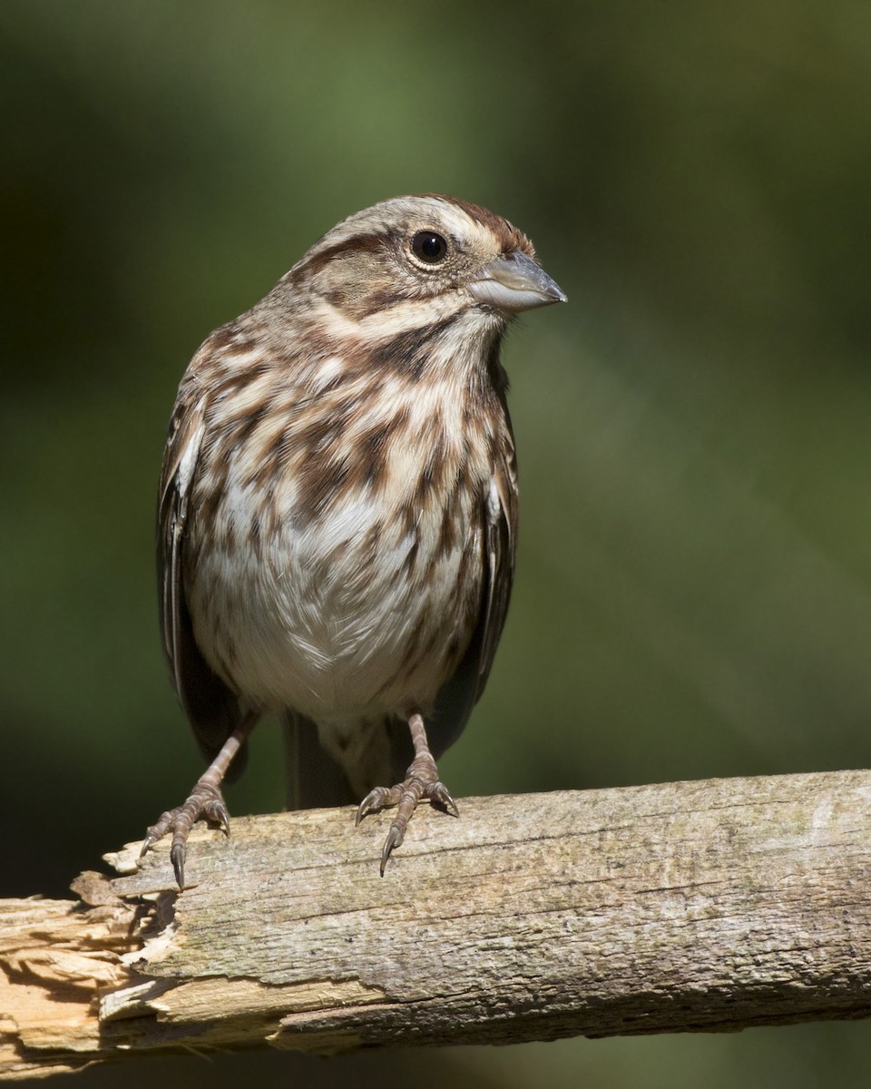 Song Sparrow - ML642868874