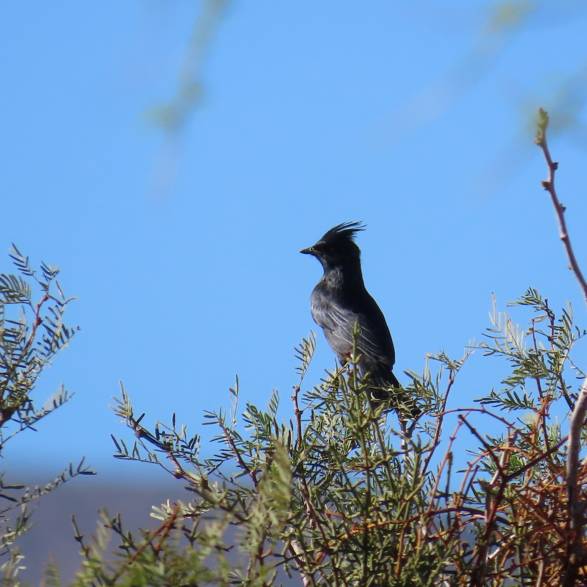Phainopepla - ML642868876