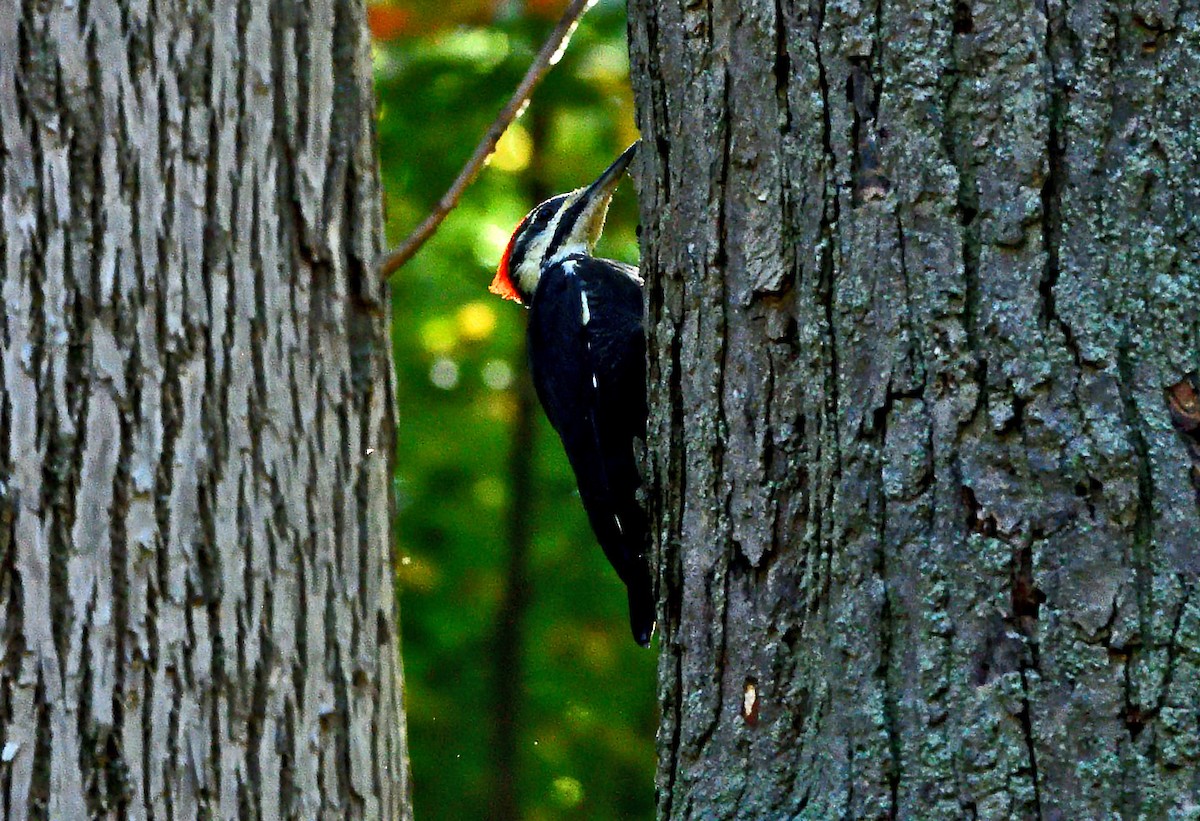 Pileated Woodpecker - ML642868881