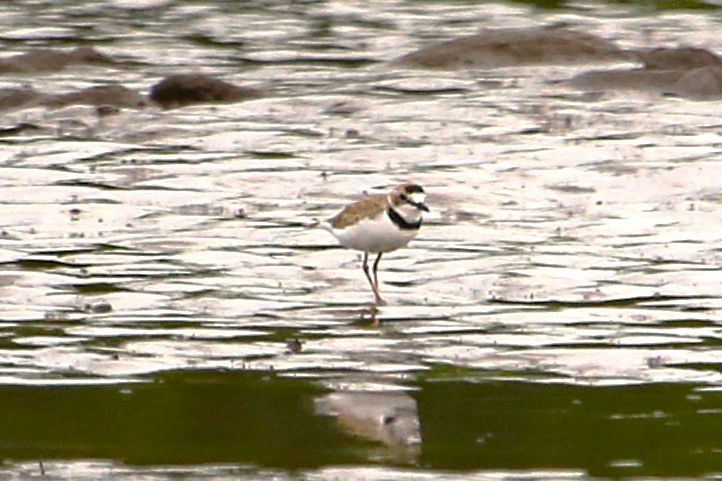 Collared Plover - ML642868884