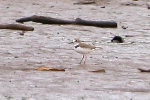 Collared Plover - ML642868885