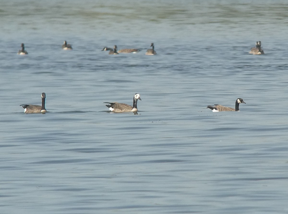 goose sp. - ML642868898