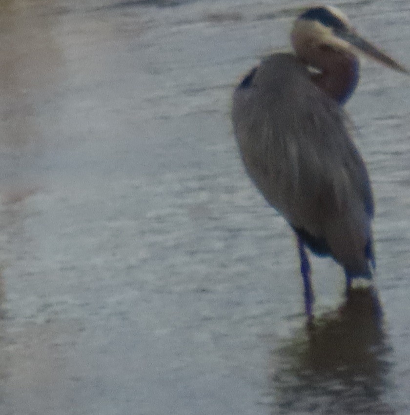 Great Blue Heron - ML642868899