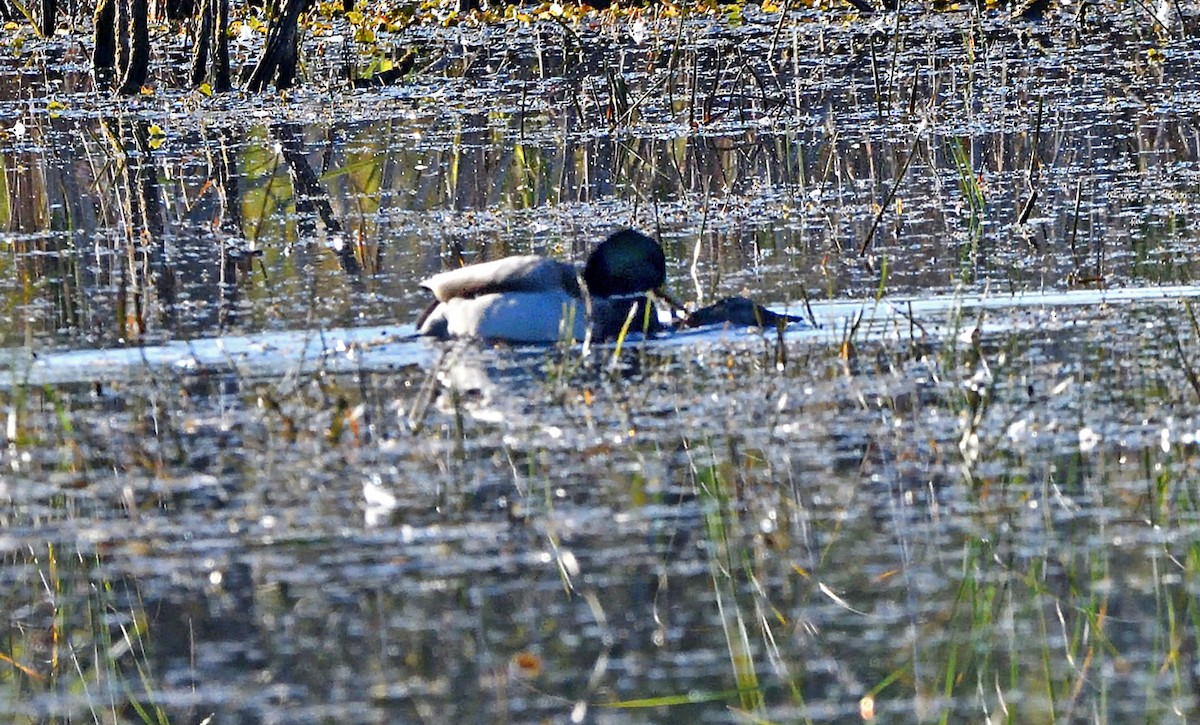 Mallard - ML642868910