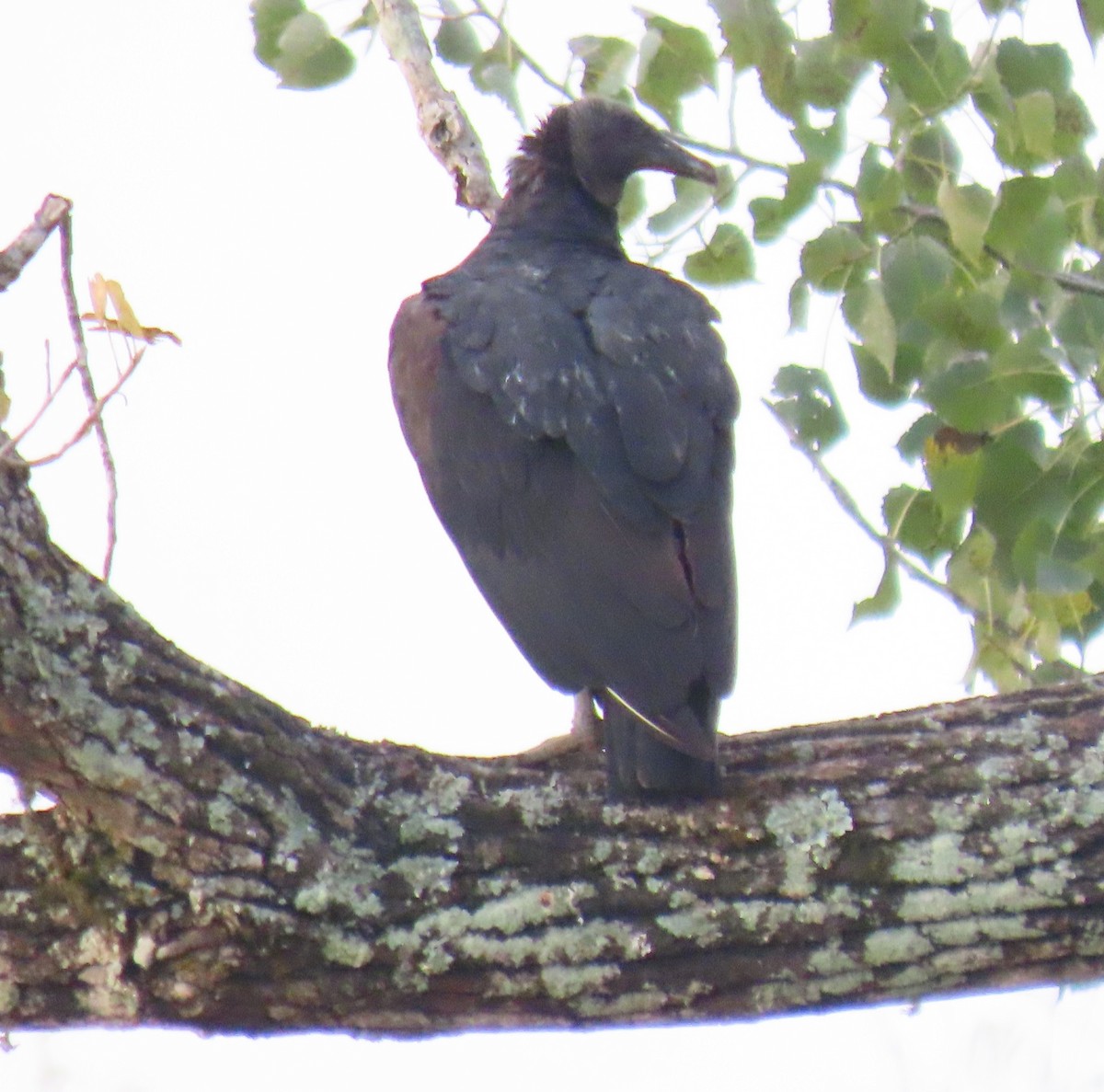 Black Vulture - ML642868913