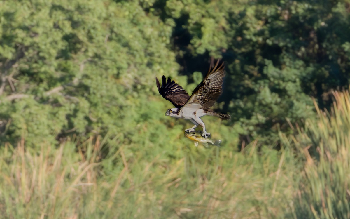 Osprey - ML642868915