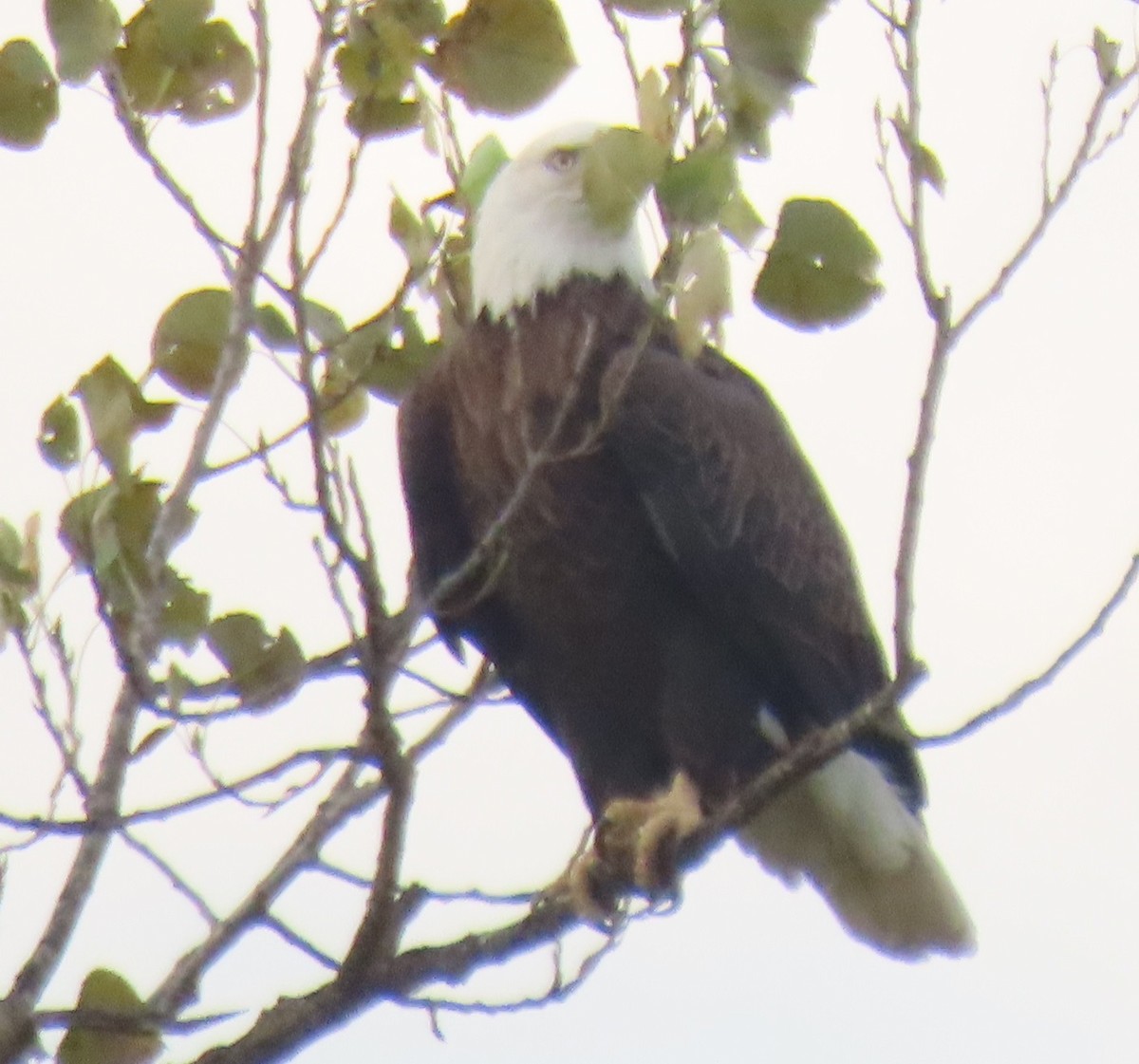 Bald Eagle - ML642868916