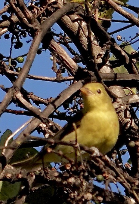 American Goldfinch - ML642868918