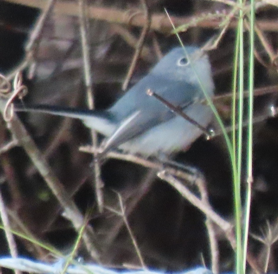 Blue-gray Gnatcatcher - ML642868921