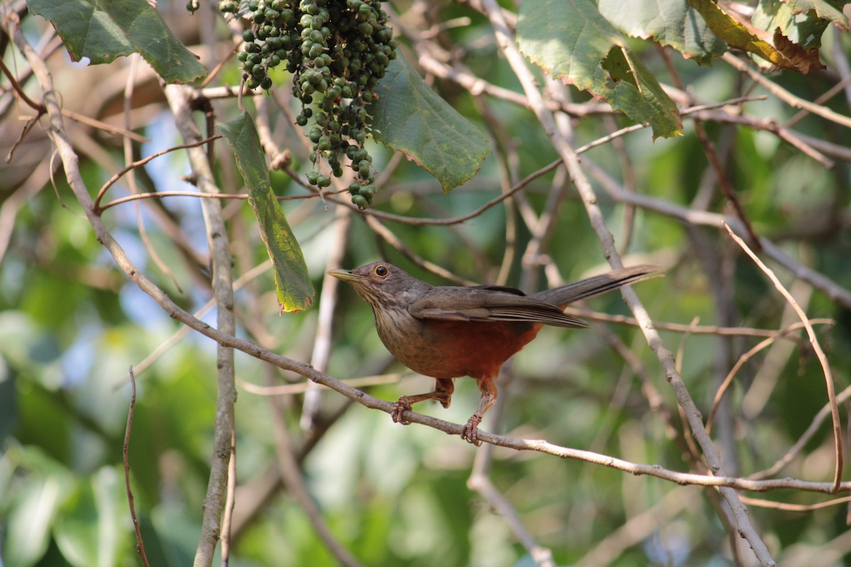 Rufous-bellied Thrush - ML642868926