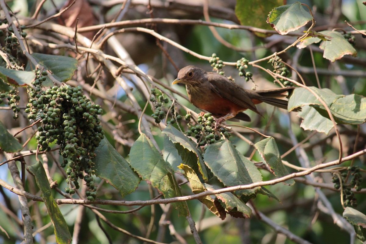 Rufous-bellied Thrush - ML642868927