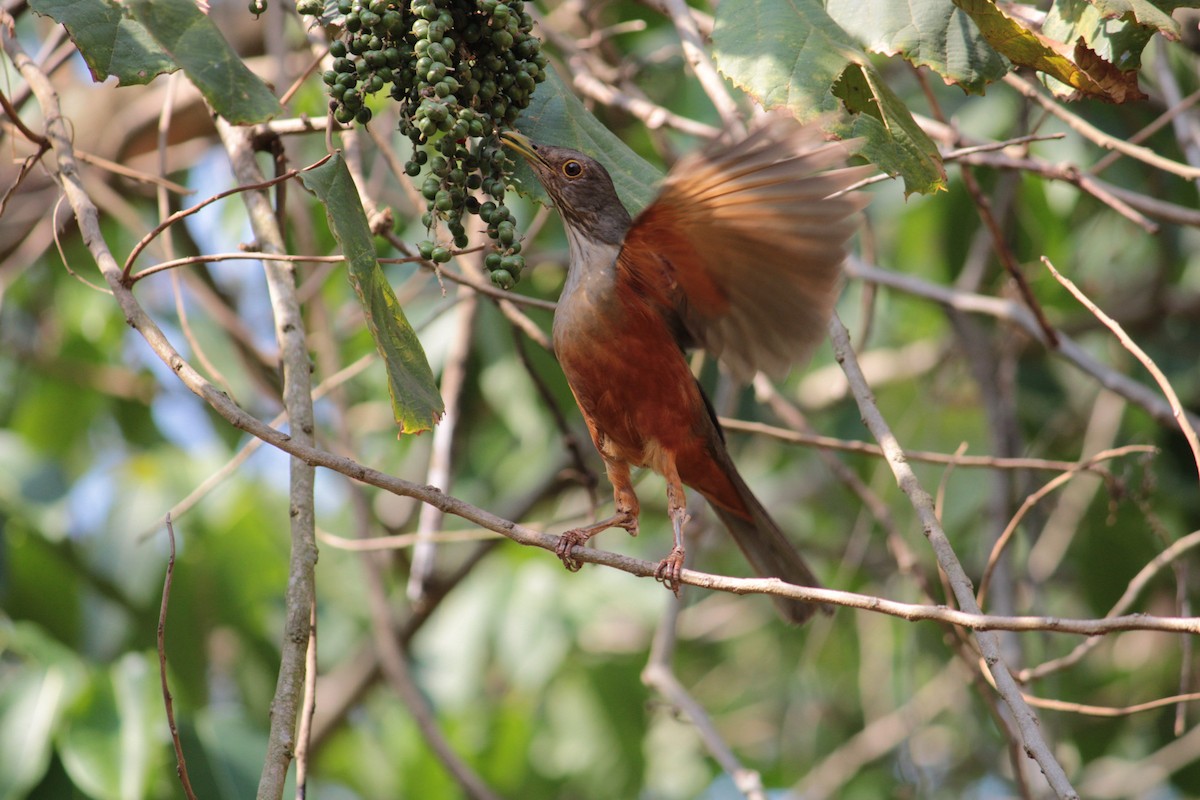Rufous-bellied Thrush - ML642868928