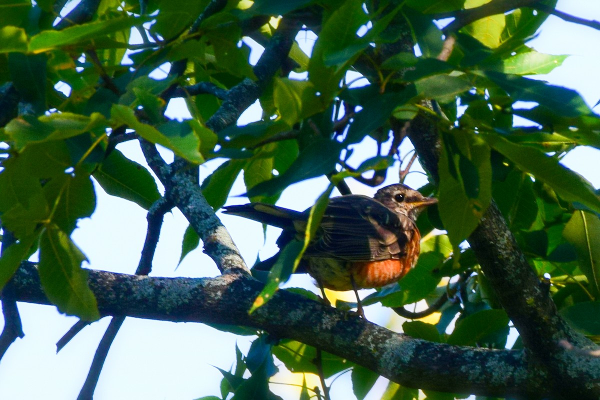 American Robin - ML642868929