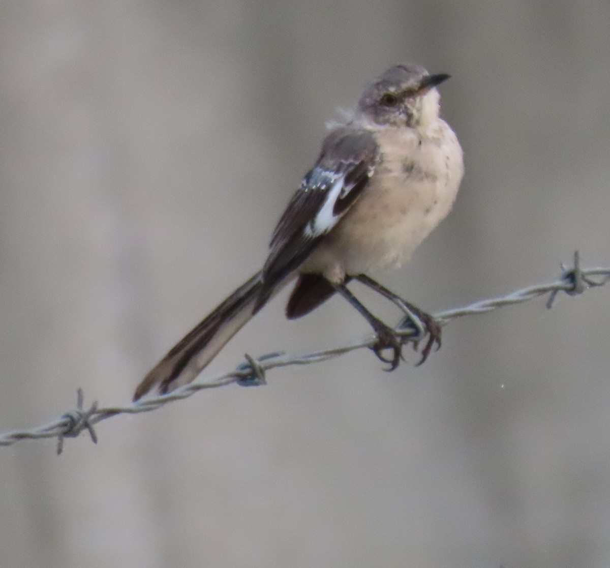 Northern Mockingbird - ML642868933