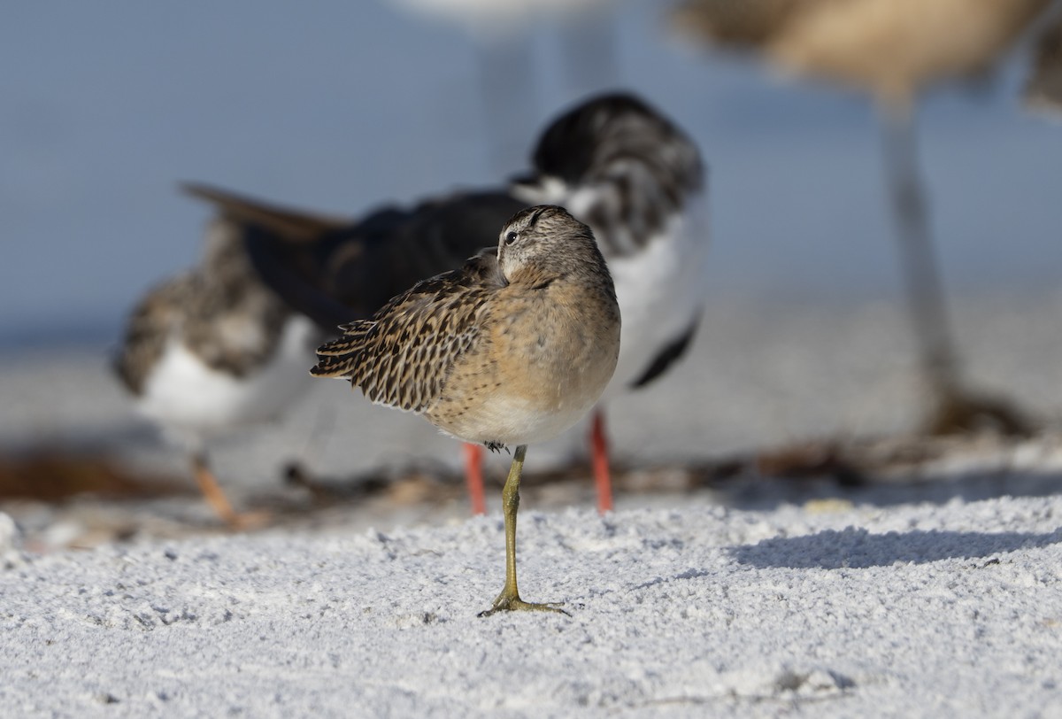 Short-billed Dowitcher - ML642868936