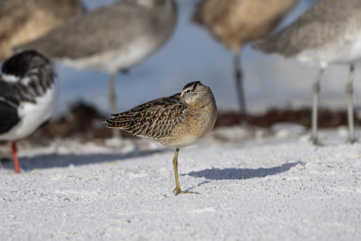 Short-billed Dowitcher - ML642868939