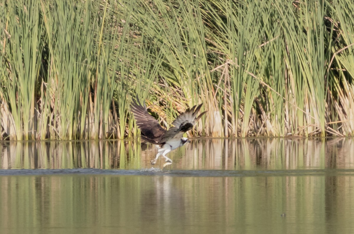 Balbuzard pêcheur - ML642868942