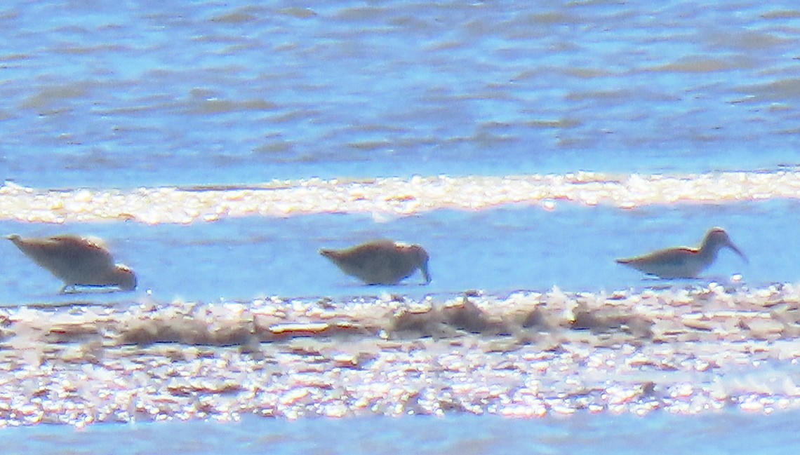 Dunlin - ML642868959