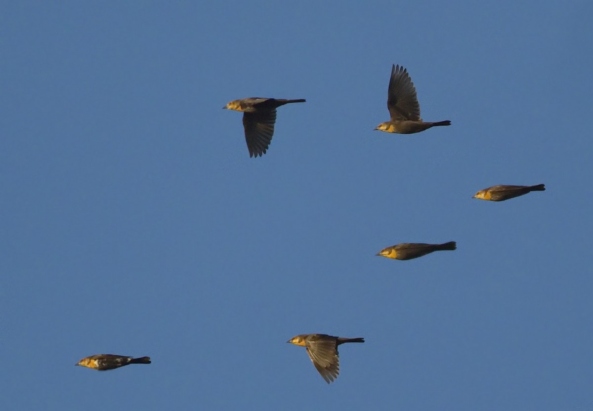 Yellow-headed Blackbird - ML642868972