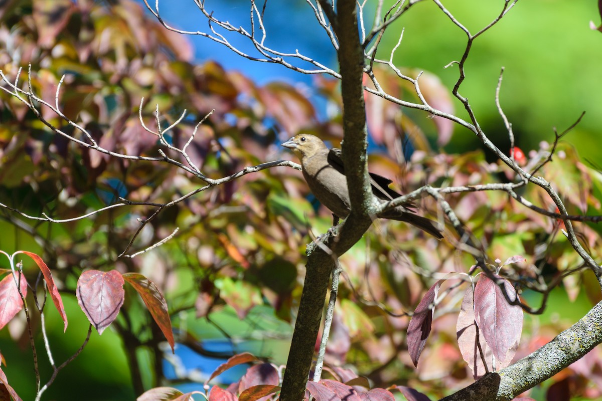 Brown-headed Cowbird - ML642868975