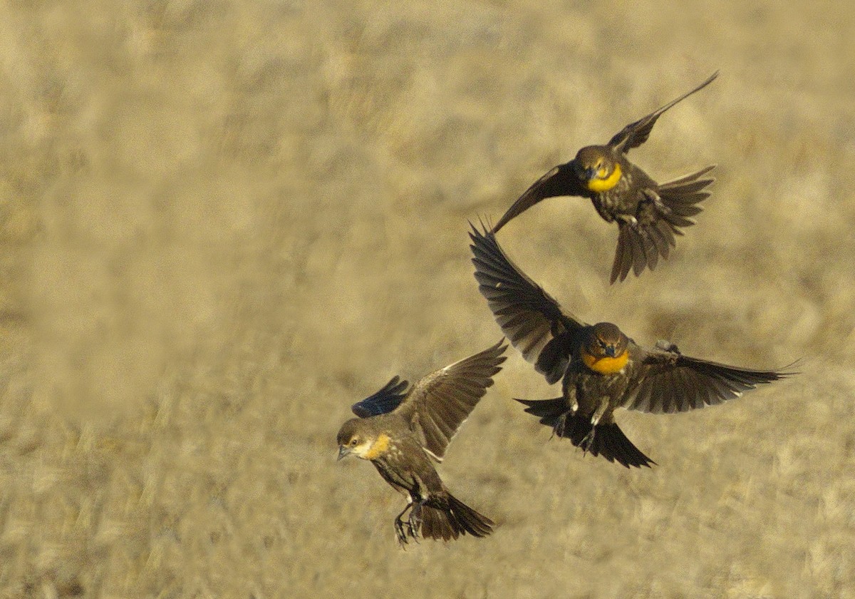 Yellow-headed Blackbird - ML642868976