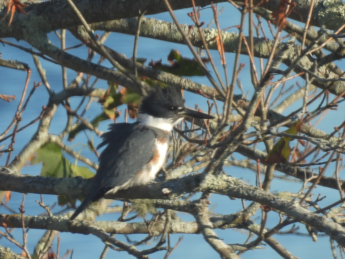 Belted Kingfisher - ML642868978