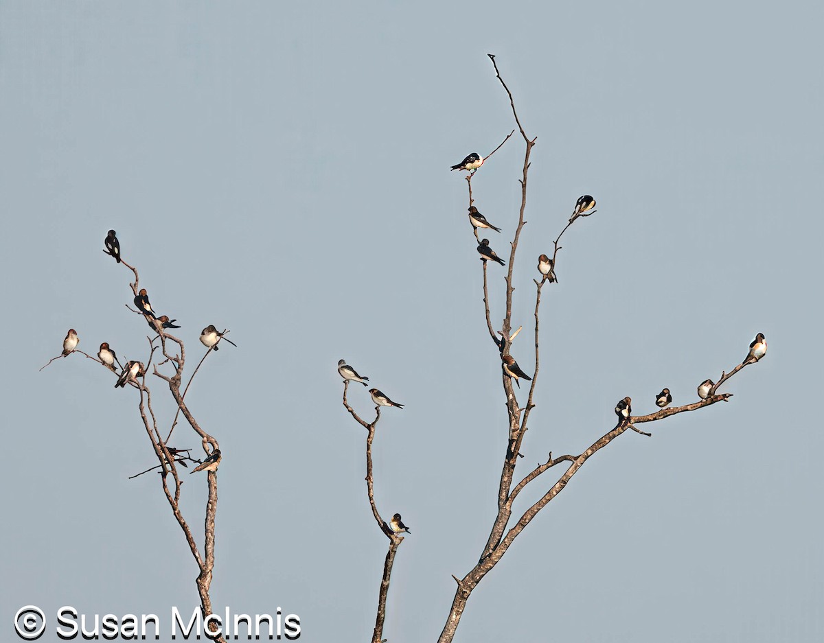 Ariel enara - ML642868984