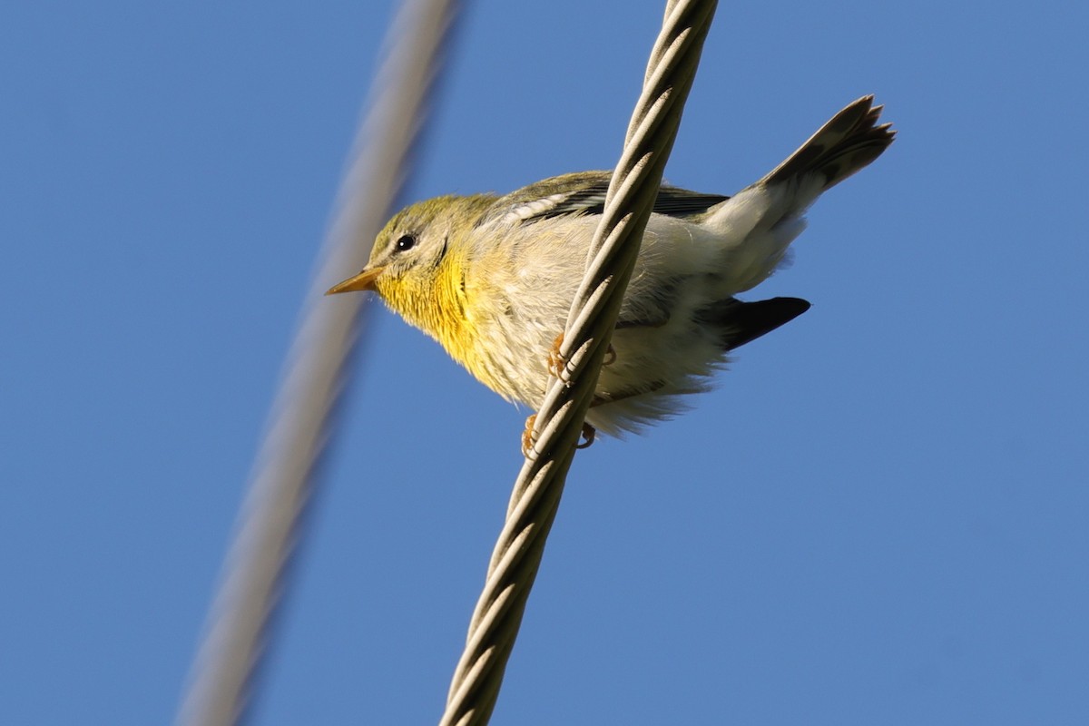 Northern Parula - ML642868989