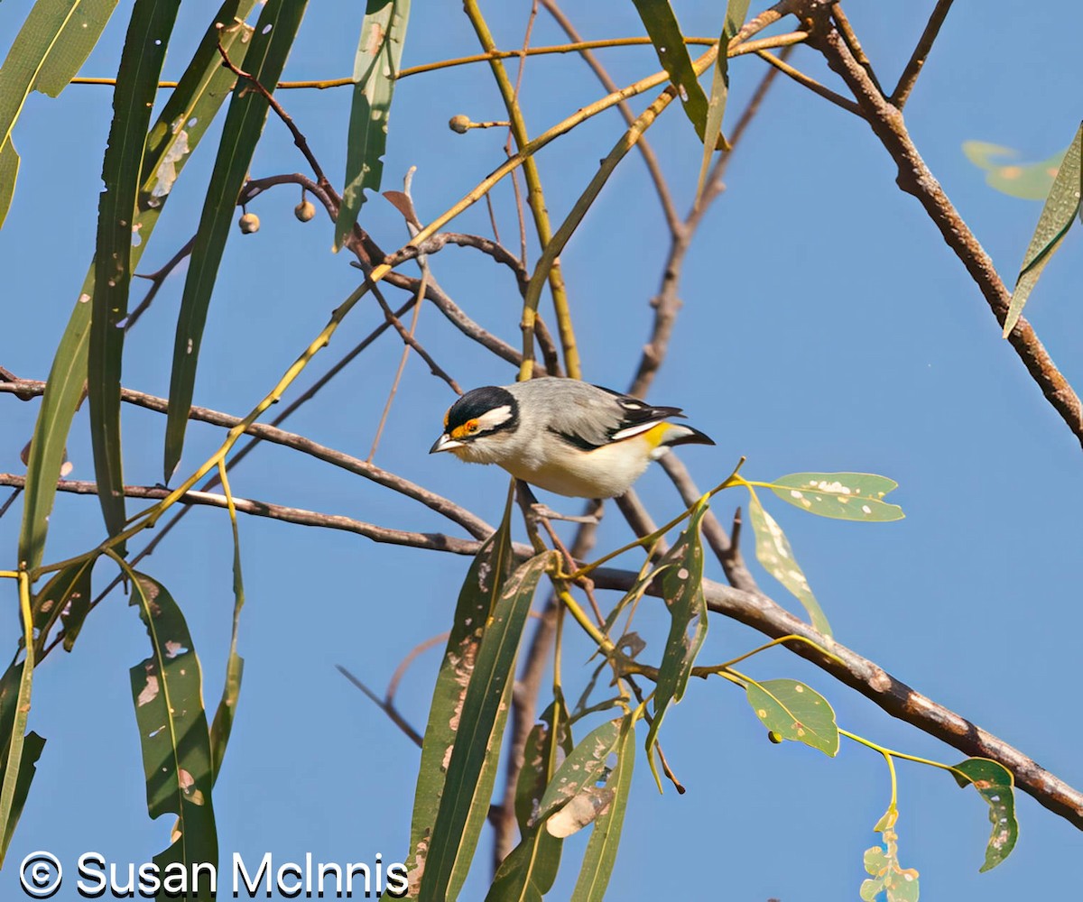 Striated Pardalote - ML642868992