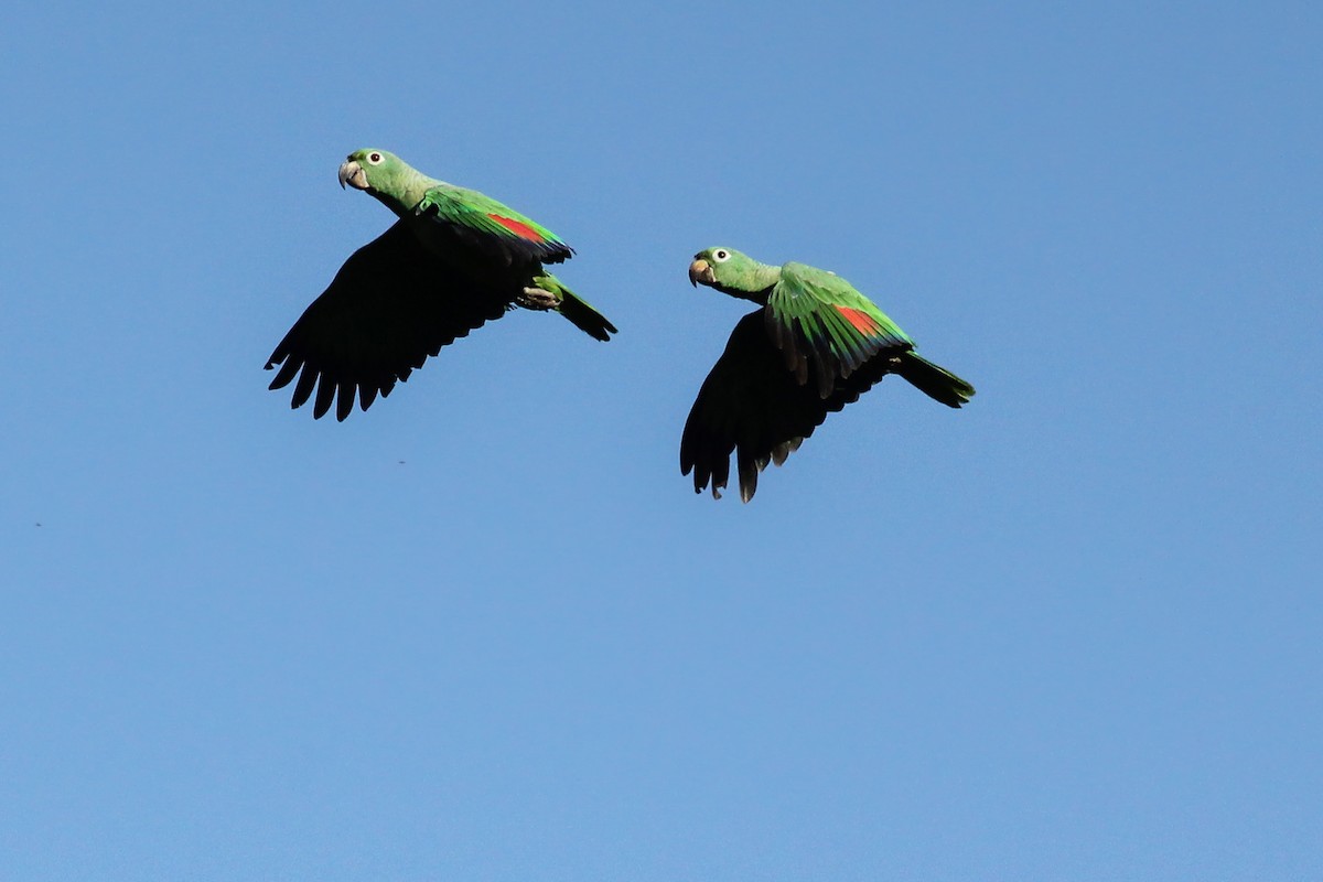ムジボウシインコ - ML642868993