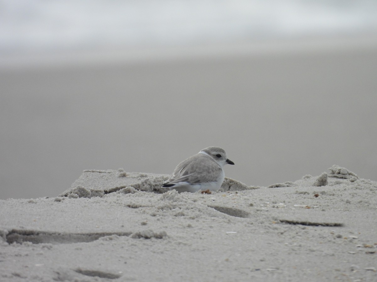 Piping Plover - ML642868999