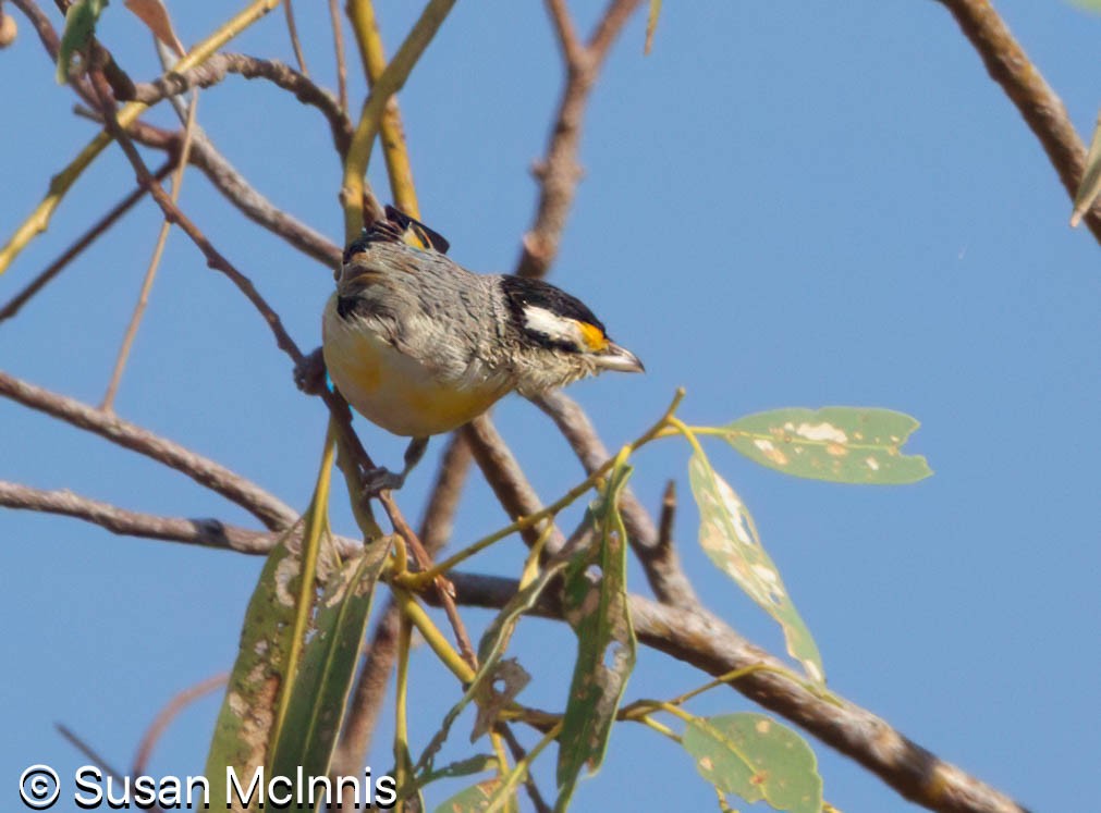 Striated Pardalote - ML642869000