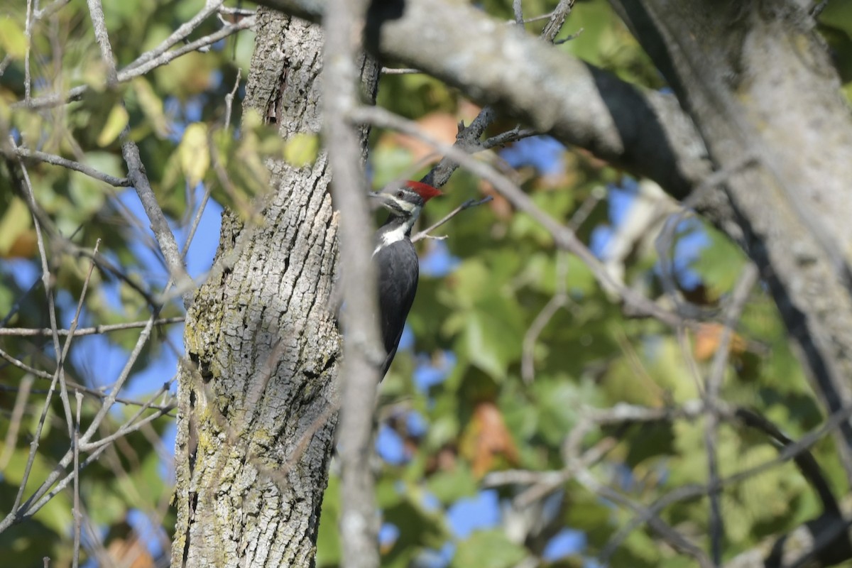 Pileated Woodpecker - ML642869001