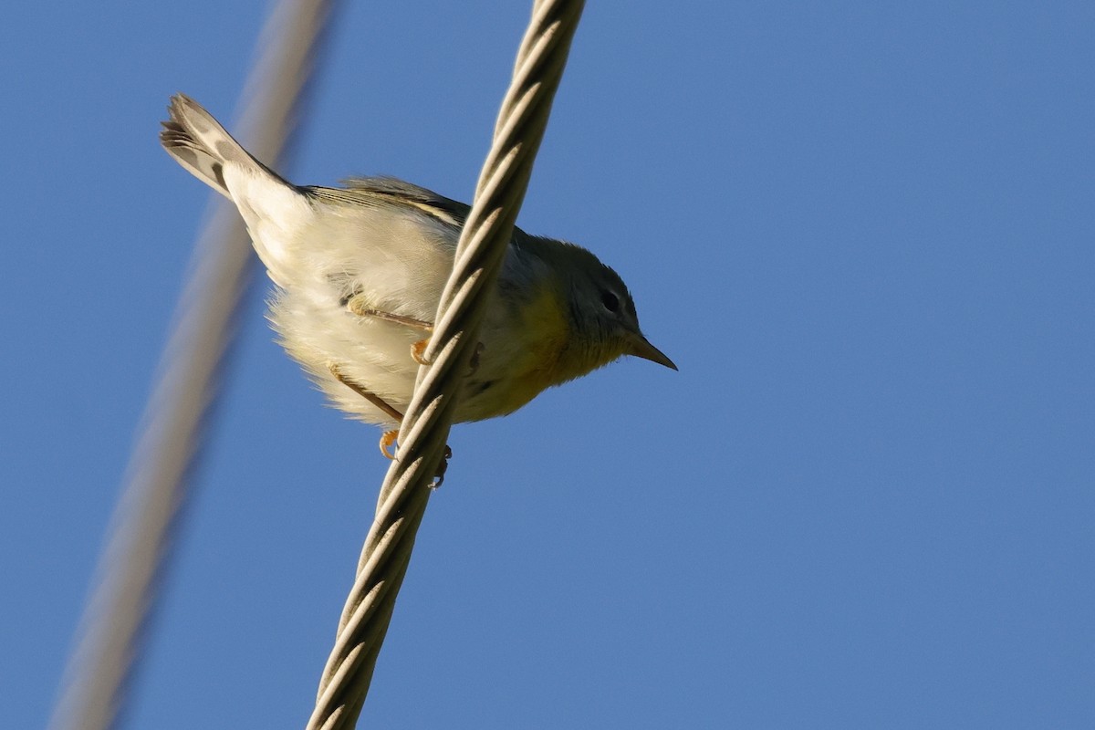Northern Parula - ML642869002
