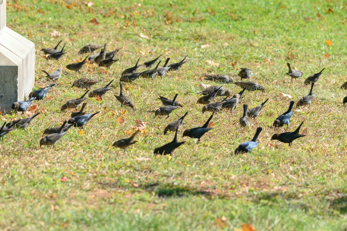 Brown-headed Cowbird - ML642869003