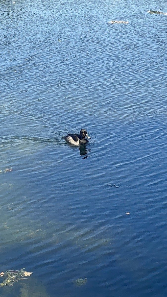 Ring-necked Duck - ML642869011
