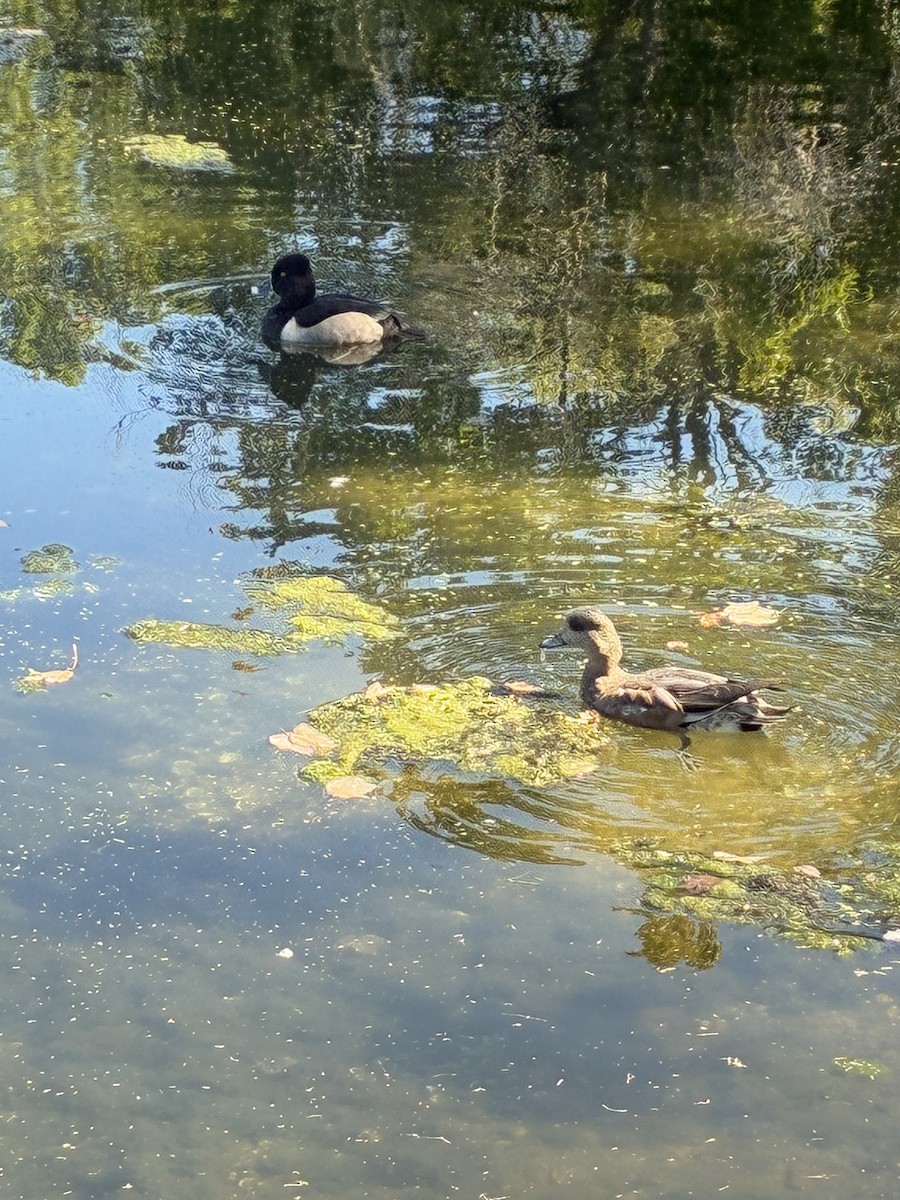 Ring-necked Duck - ML642869012