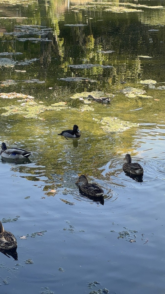 Ring-necked Duck - ML642869013