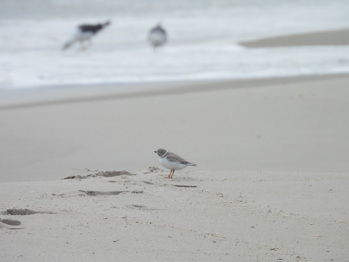 Piping Plover - ML642869014