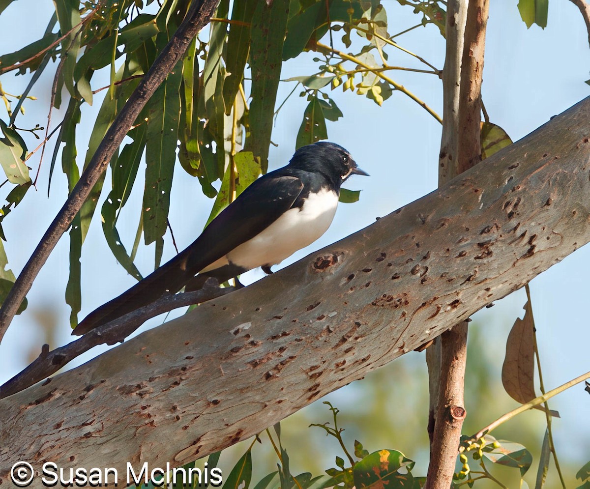 Willie-wagtail - ML642869015
