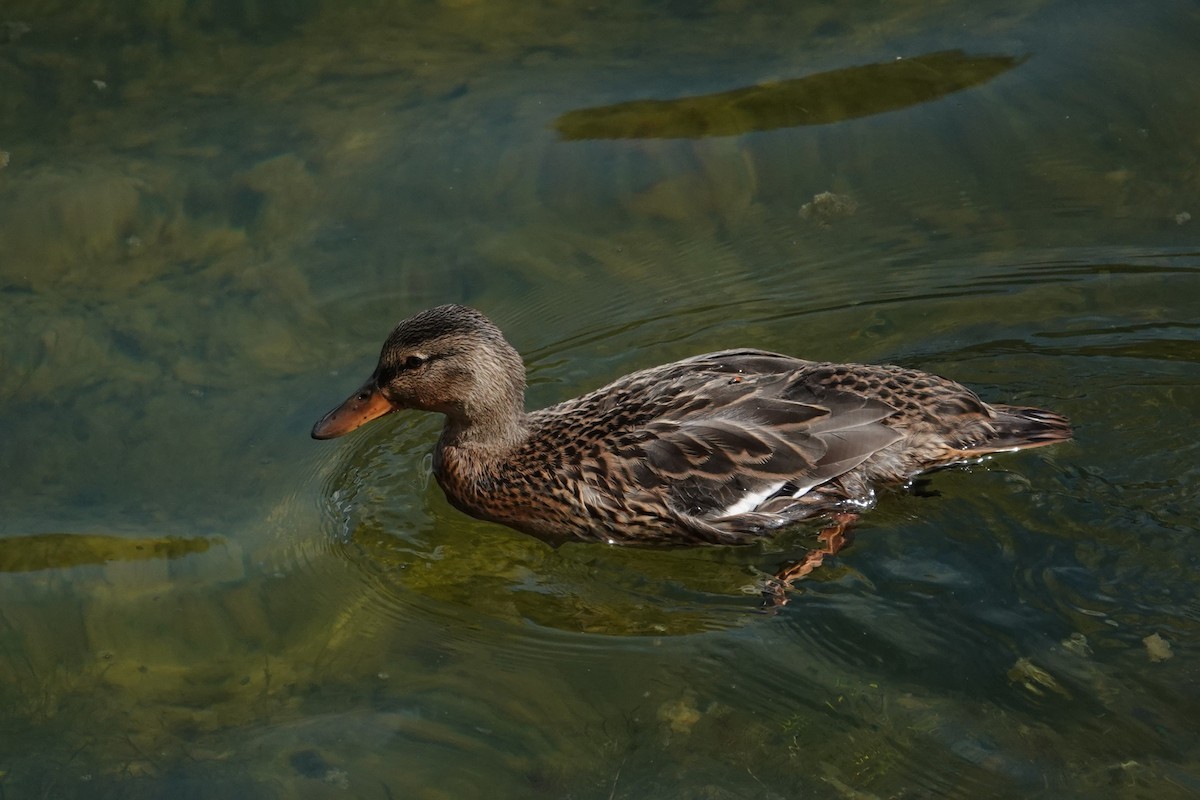Mallard - ML642869031