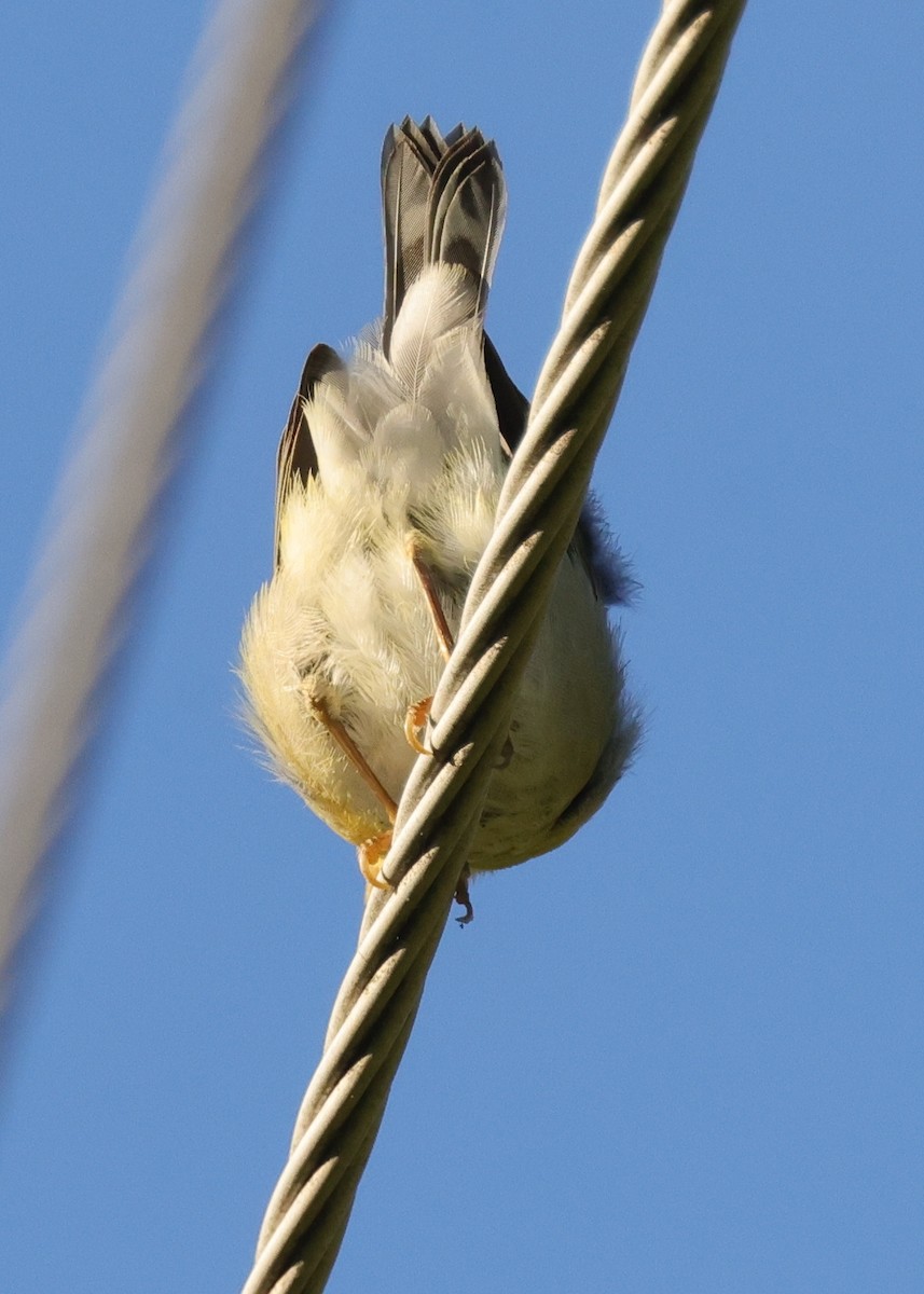 Northern Parula - ML642869032
