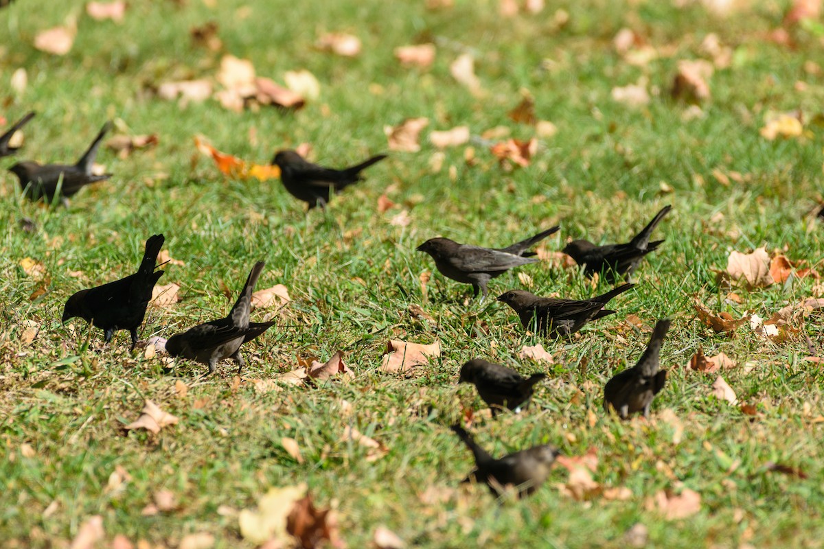 Brown-headed Cowbird - ML642869033