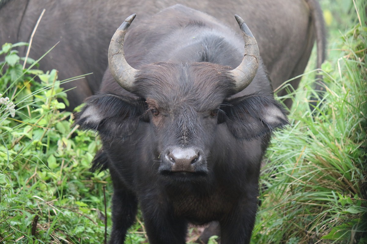 Cape Buffalo - ML642869037