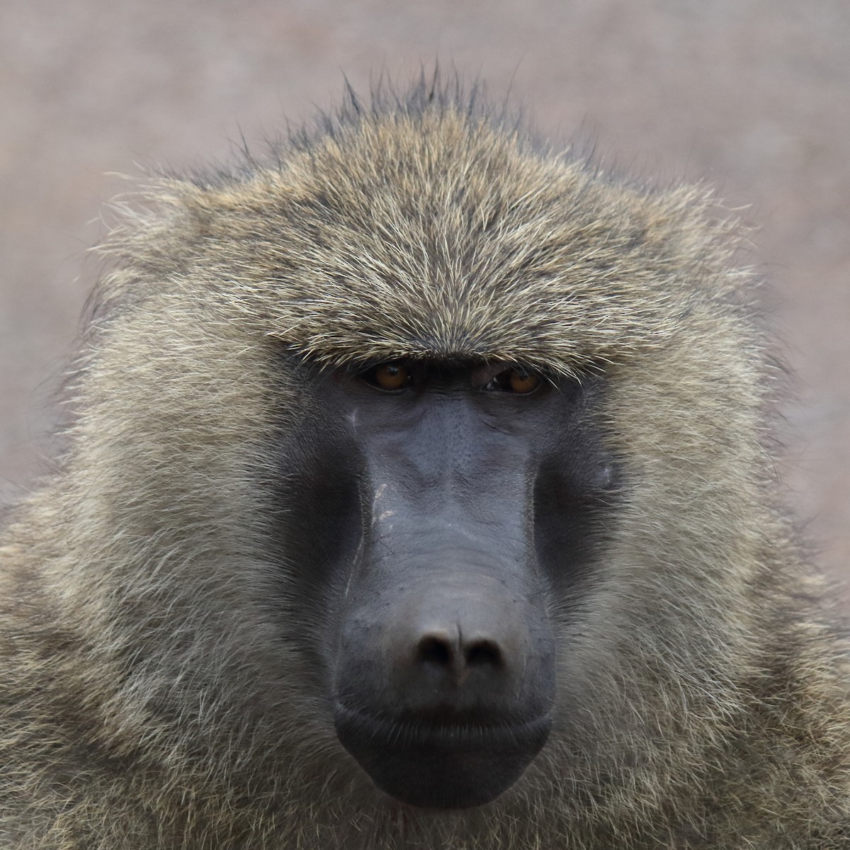 Olive Baboon - ML642869052