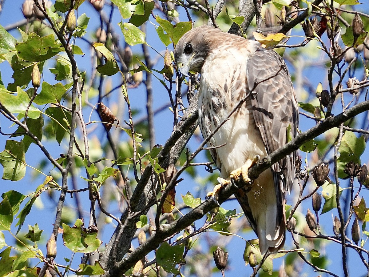 Red-tailed Hawk - ML642869053