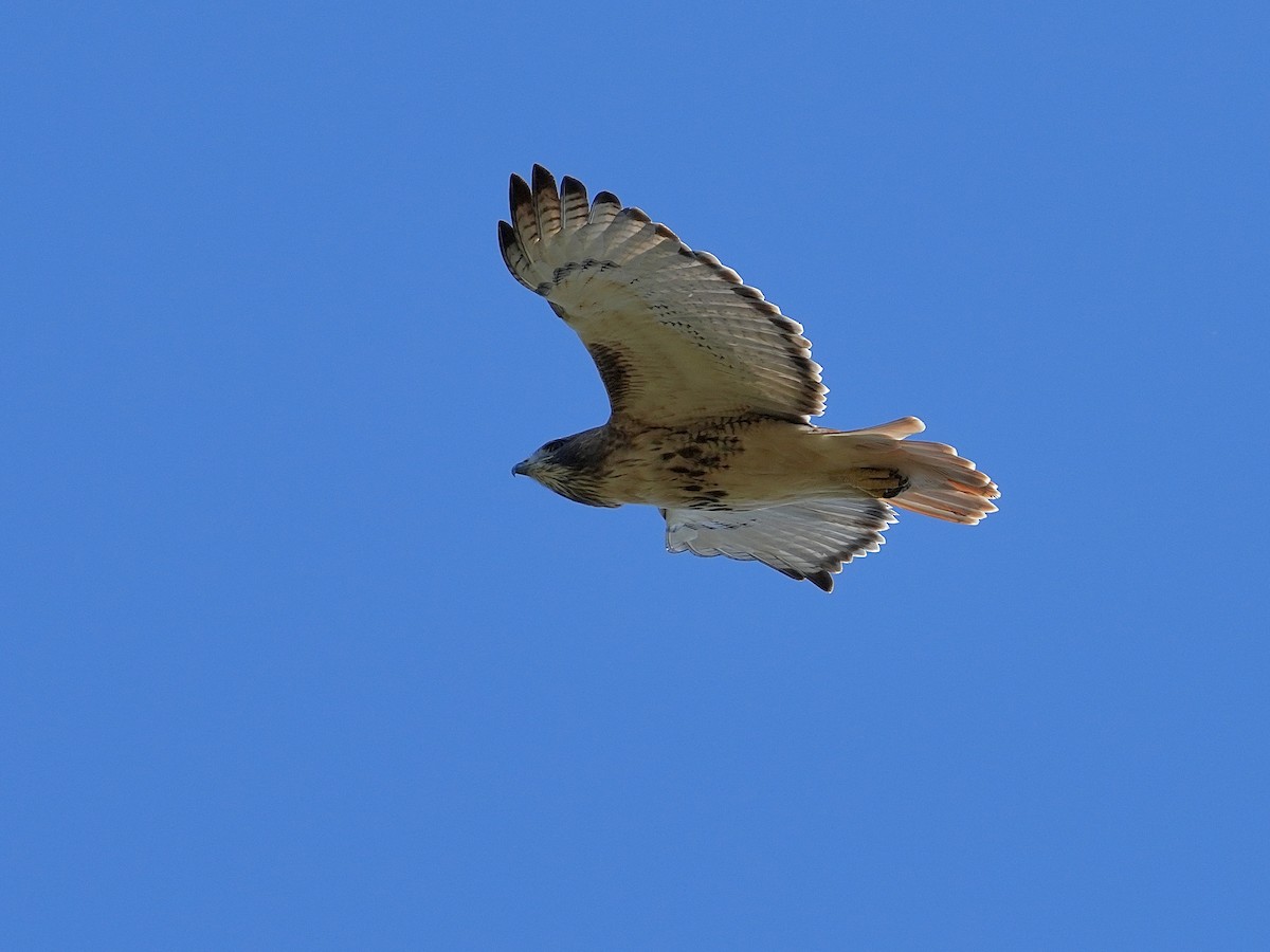 Red-tailed Hawk - ML642869054