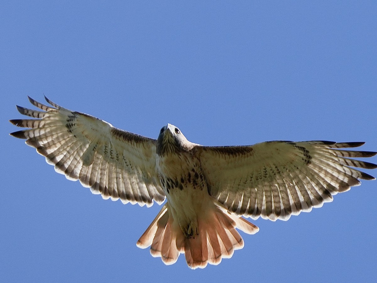 Red-tailed Hawk - ML642869055