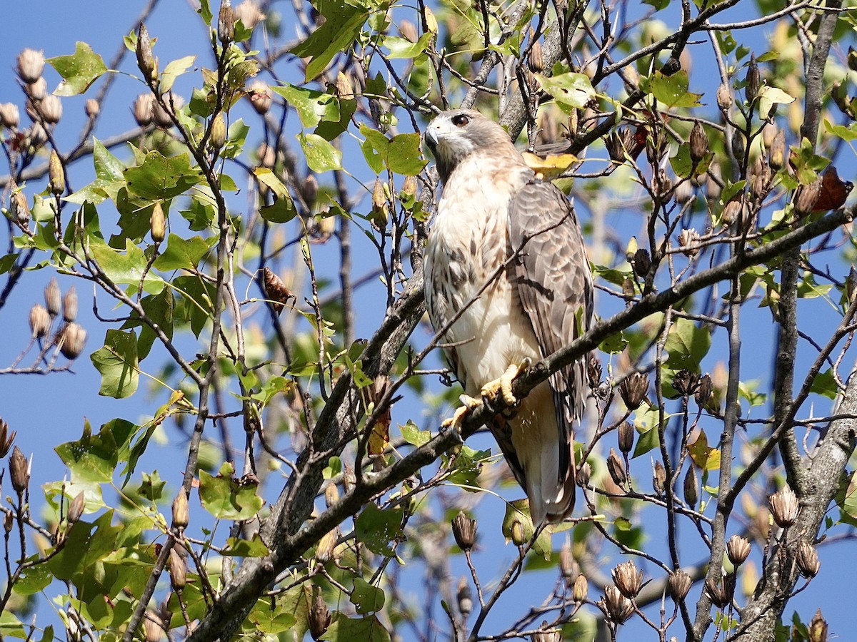 Red-tailed Hawk - ML642869056